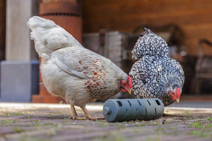 beeztees Hühner-Snackrolle
